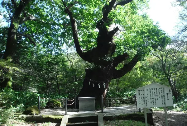 御神木