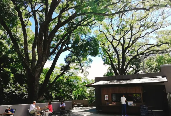 木々からパワーをもらいます