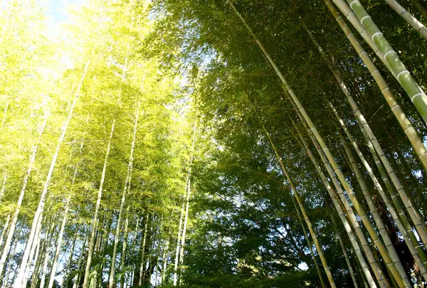 ひよどり坂の写真・動画_image_16199