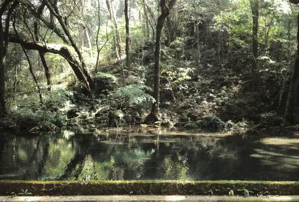 冷水水源の森