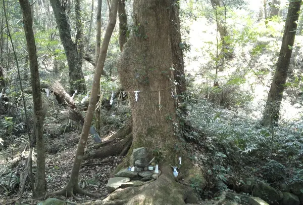 御神木