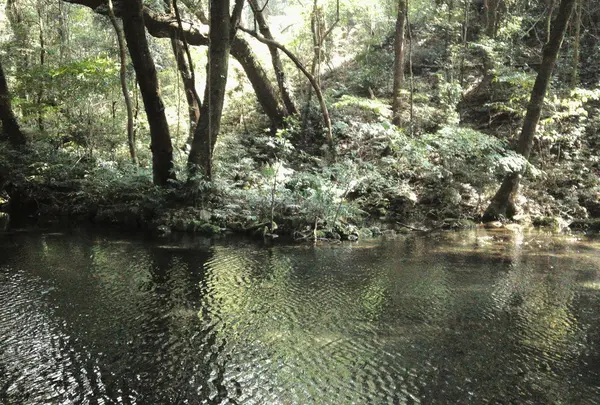 冷水水源の森