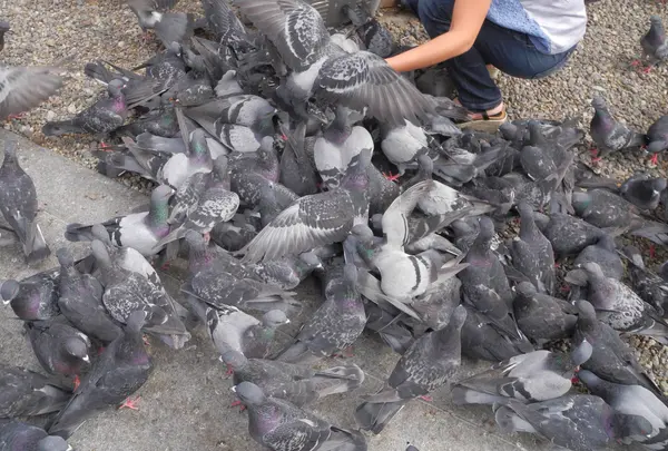 鳩に注意