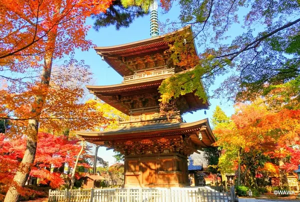 豪徳寺