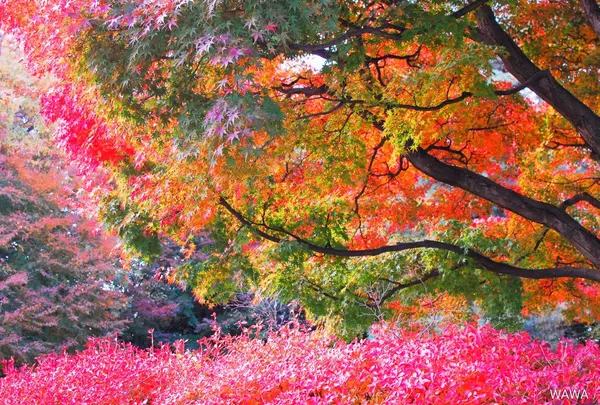 桜丘すみれば自然庭園