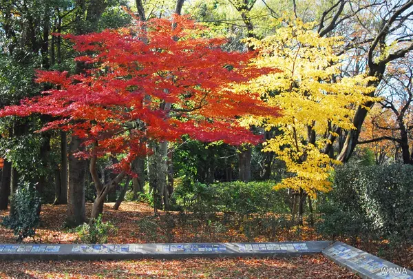 将軍池公園