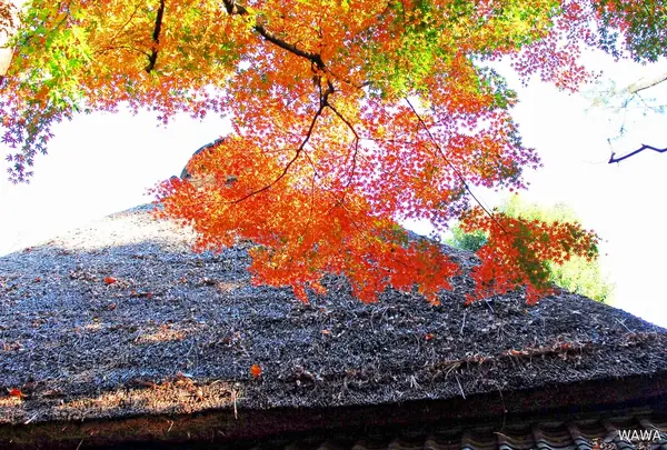 蘆花恒春園