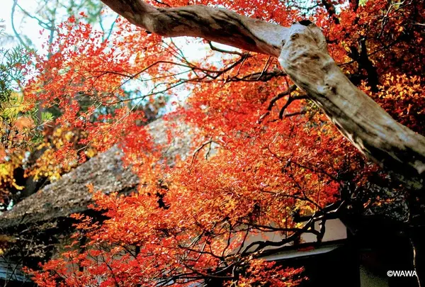 蘆花恒春園