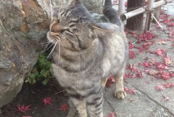 かわいい動物達も！
