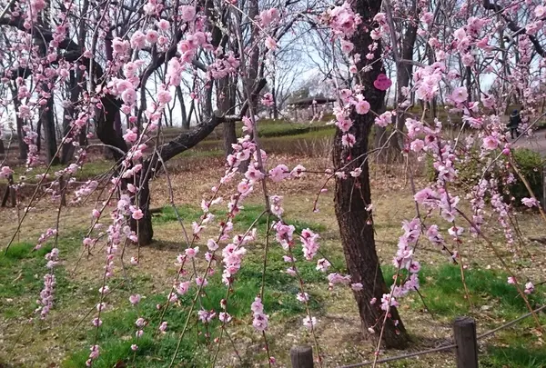 府中市郷土の森博物館の蝋梅の写真・動画_image_175510