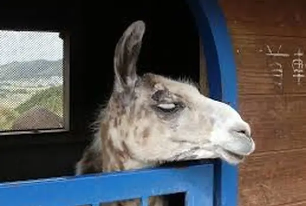 ワールド牧場の写真・動画_image_1762