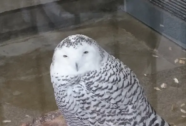 井の頭自然文化園 本園の写真・動画_image_176430