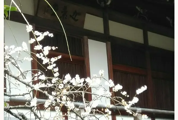 小さいですが頑張って咲いてました。