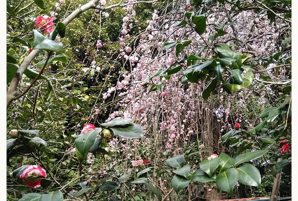 枝垂れ梅と椿のコラボ🌼