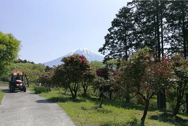 しゃくなげ通り
