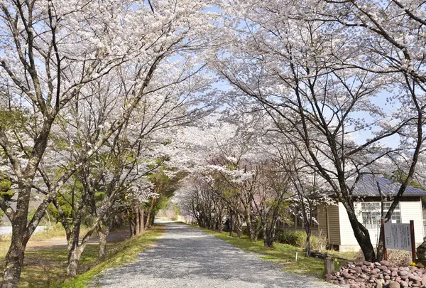 ひっそりとした桜並木