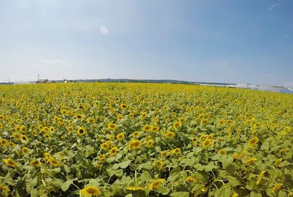 見渡す限りのひまわり🌻