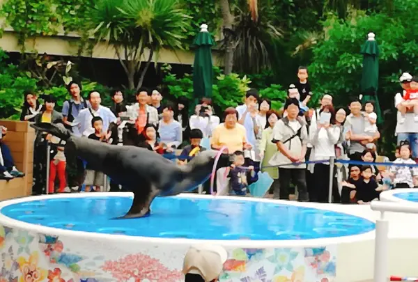 サンシャイン水族館のアシカショーは必見！