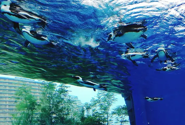 ペンギンフィーディングはペンギン好きにはたまらない