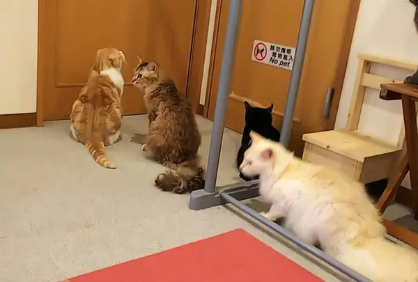 麻生 猫カフェ 福猫茶房の写真・動画_image_206825