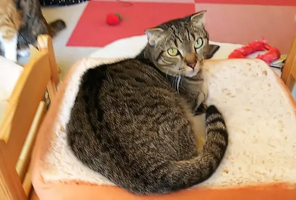 麻生 猫カフェ 福猫茶房の写真・動画_image_206836