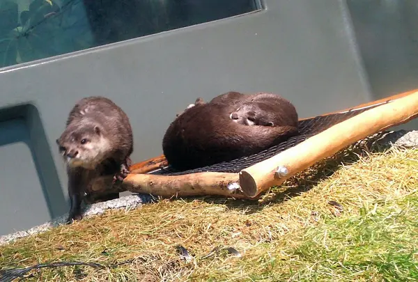 カワウソ