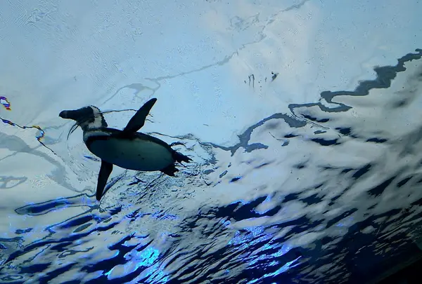 ペンギン