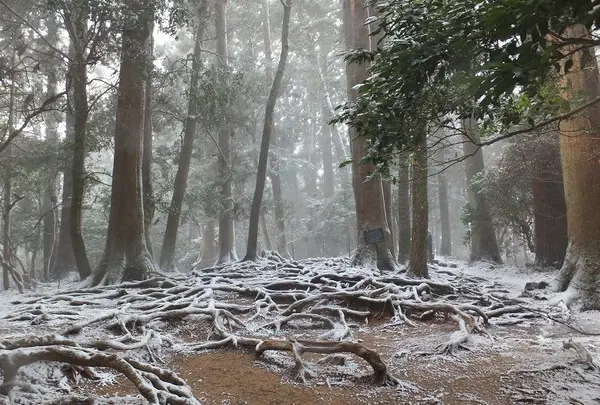 春の地吹雪