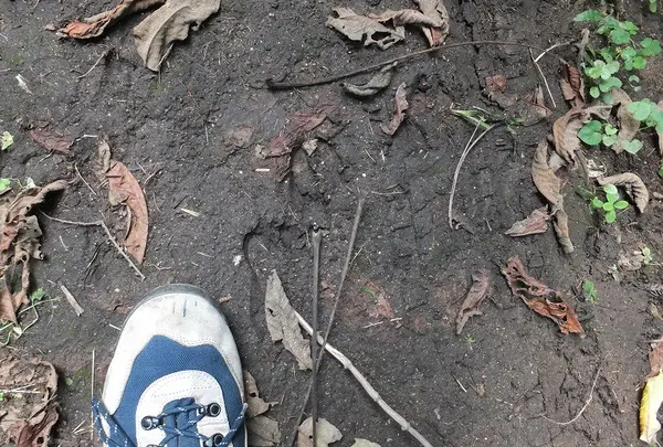 鹿の足跡