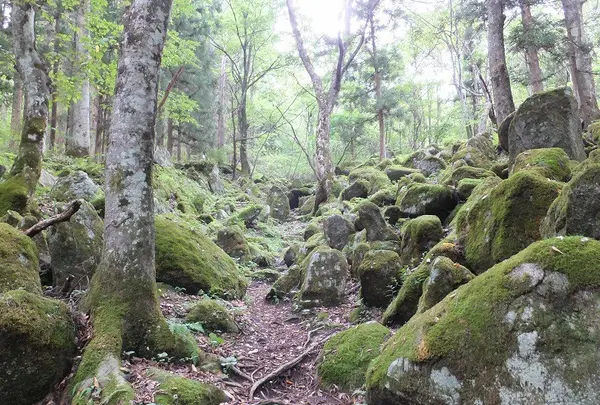 岩と苔の景