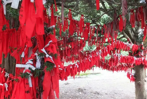 卯子酉様の写真・動画_image_2139