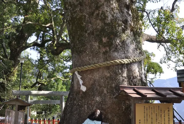 大楠