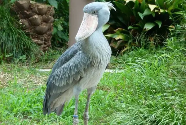 上野動物園の写真・動画_image_219612