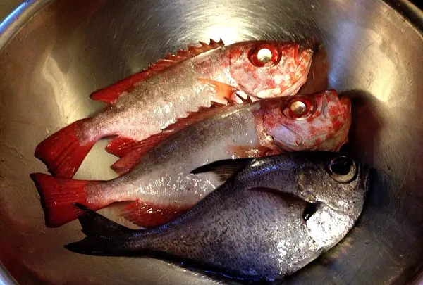 釣れた魚