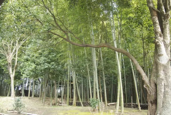 tawaraya 美山の写真・動画_image_23122