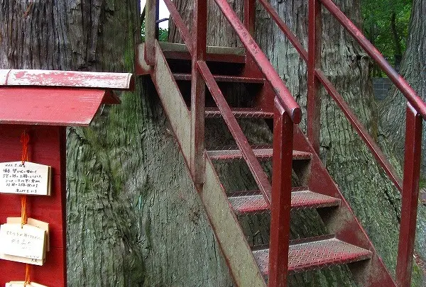 根が付いた杉