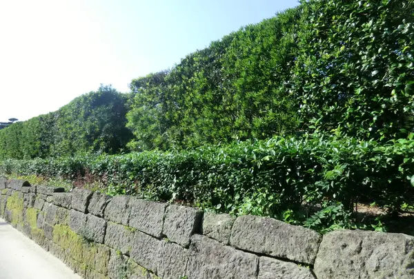 知覧武家屋敷庭園群の写真・動画_image_235045
