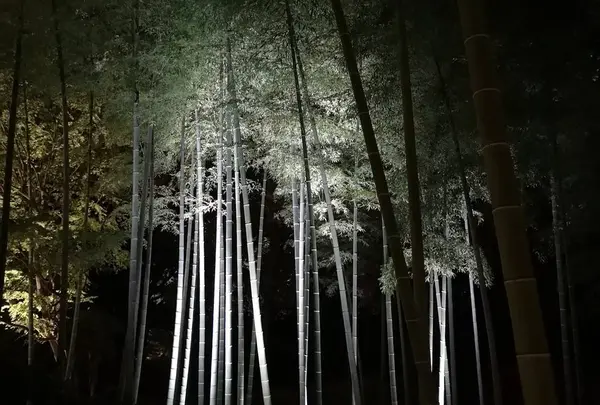 六義園の写真・動画_image_242749