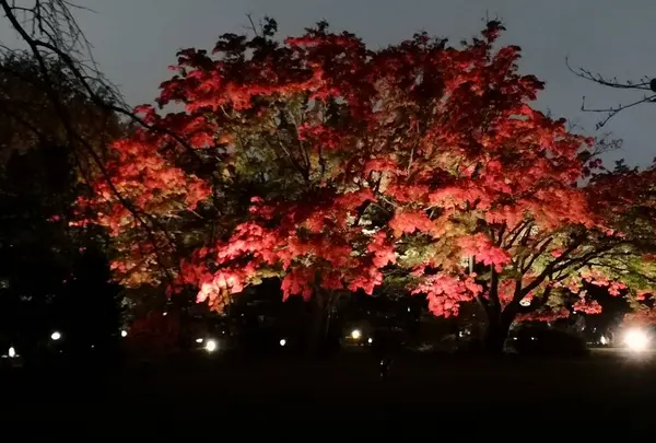 六義園の写真・動画_image_242750