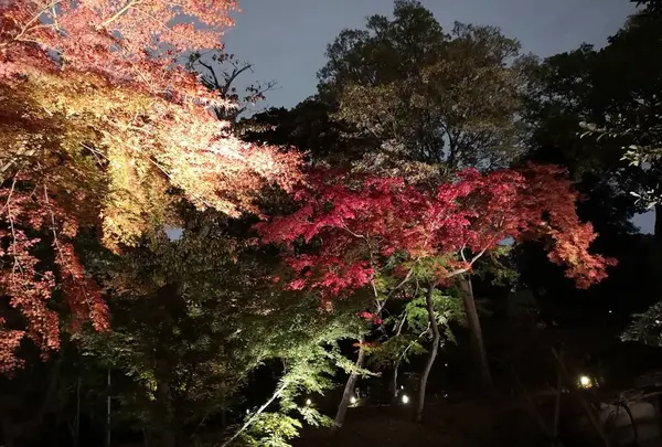六義園の写真・動画_image_242752