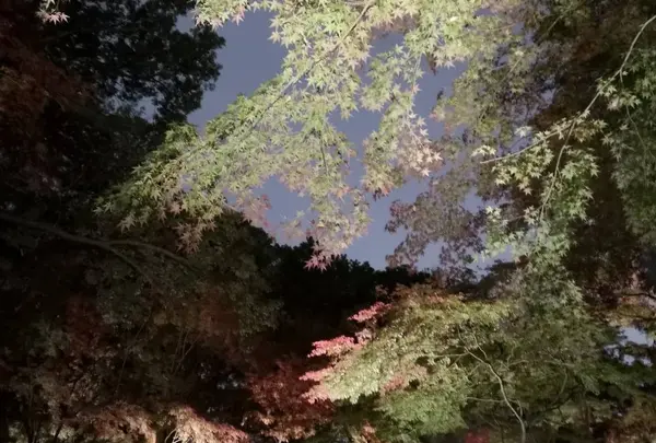 六義園の写真・動画_image_242754