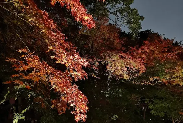 六義園の写真・動画_image_242755