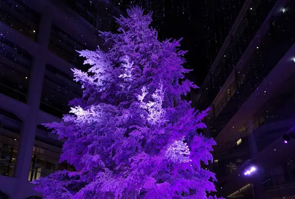 ツリー✨🎄✨