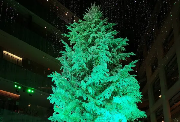 ツリー✨🎄✨