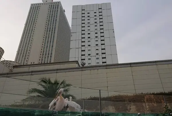 展示②