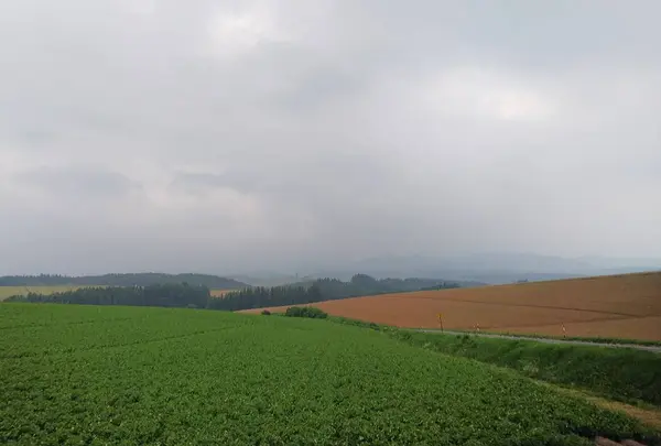 セブンスターの木の写真・動画_image_256707