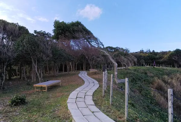 海からの風の強さからか、、