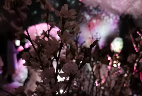 本物の桜🌸