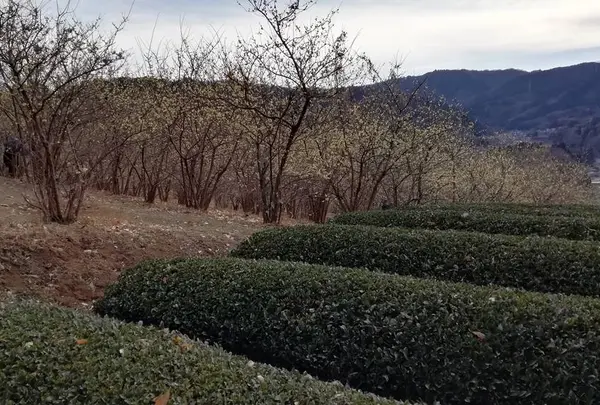 茶畑も広がる山里