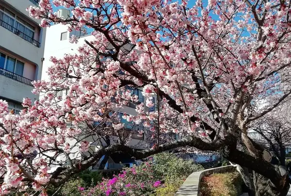 糸川遊歩道沿いがオススメ